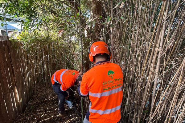 all-city-trees-gallery-20